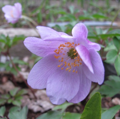 Anemone nemorosa 'Buckland'